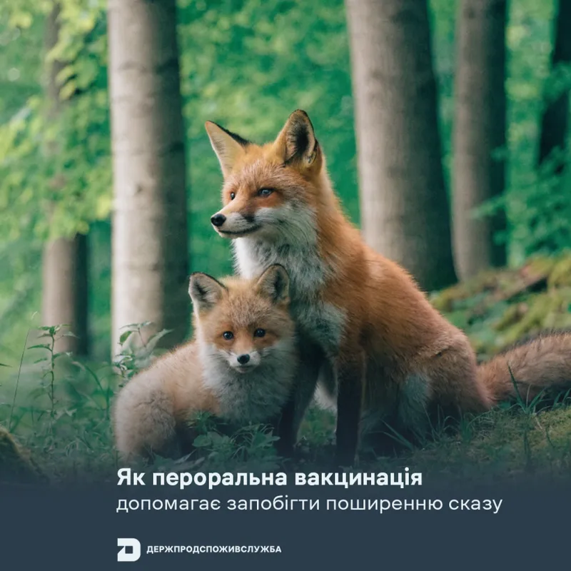Як пероральна вакцинація допомагає запобігти поширенню сказу