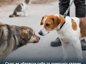 Сказ: як уберегти себе та домашніх тварин