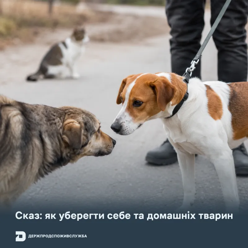 Сказ: як уберегти себе та домашніх тварин
