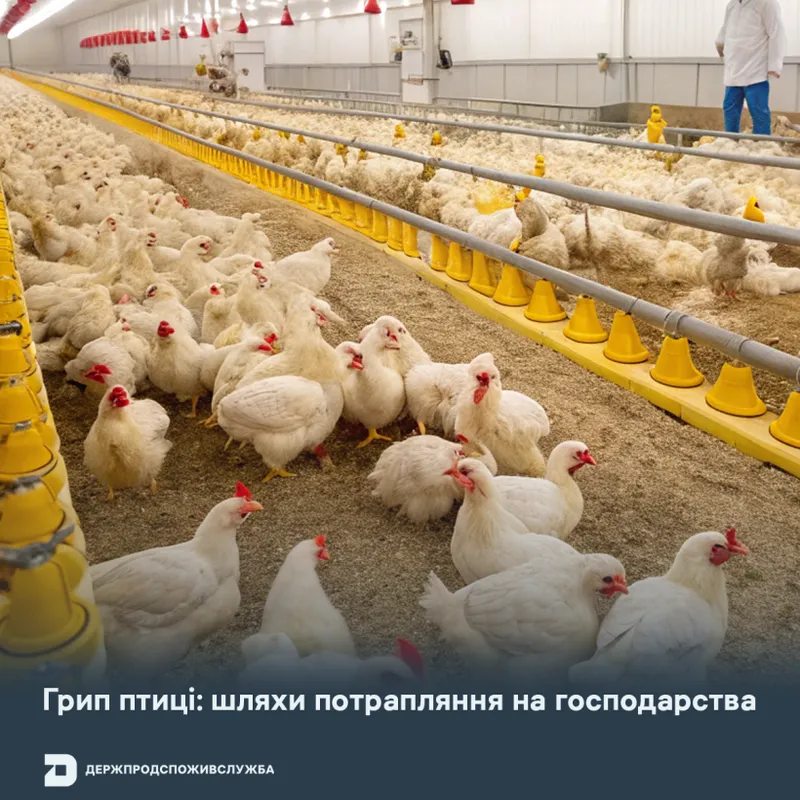 Грип птиці: шляхи потрапляння на господарства