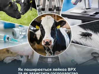Як поширюється лейкоз ВРХ та як захистити господарство