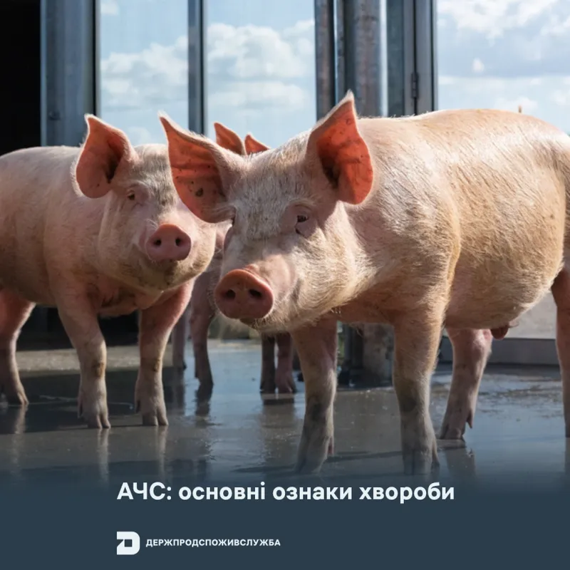 АЧС: основні ознаки хвороби