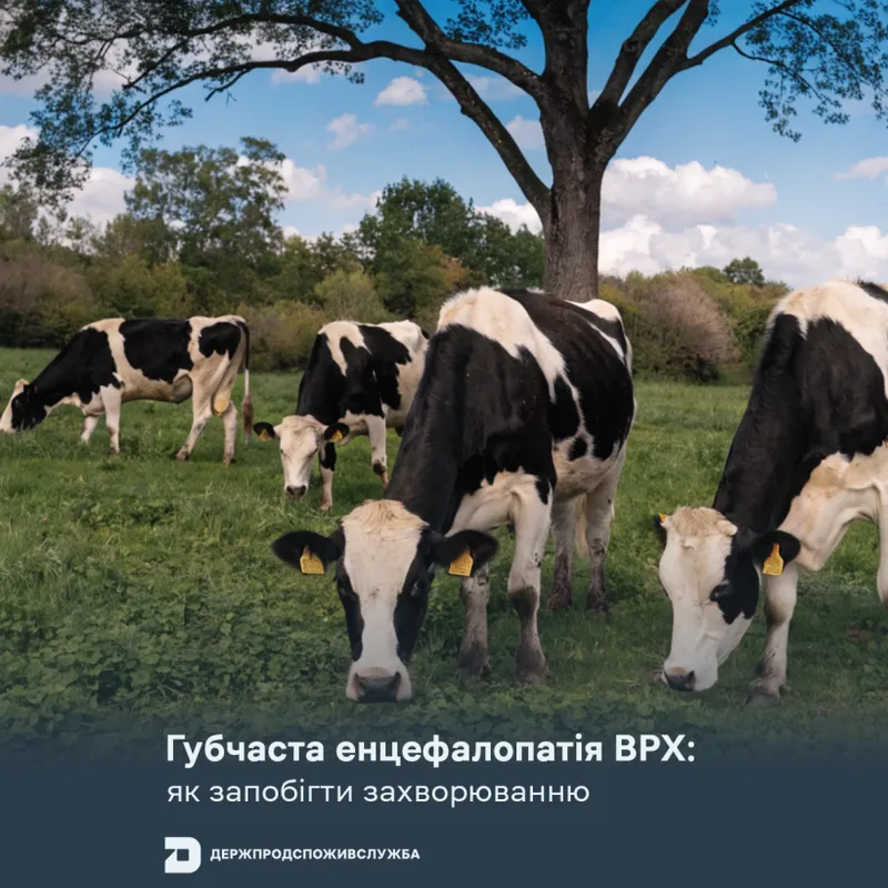 Губчаста енцефалопатія ВРХ: як запобігти захворюванню