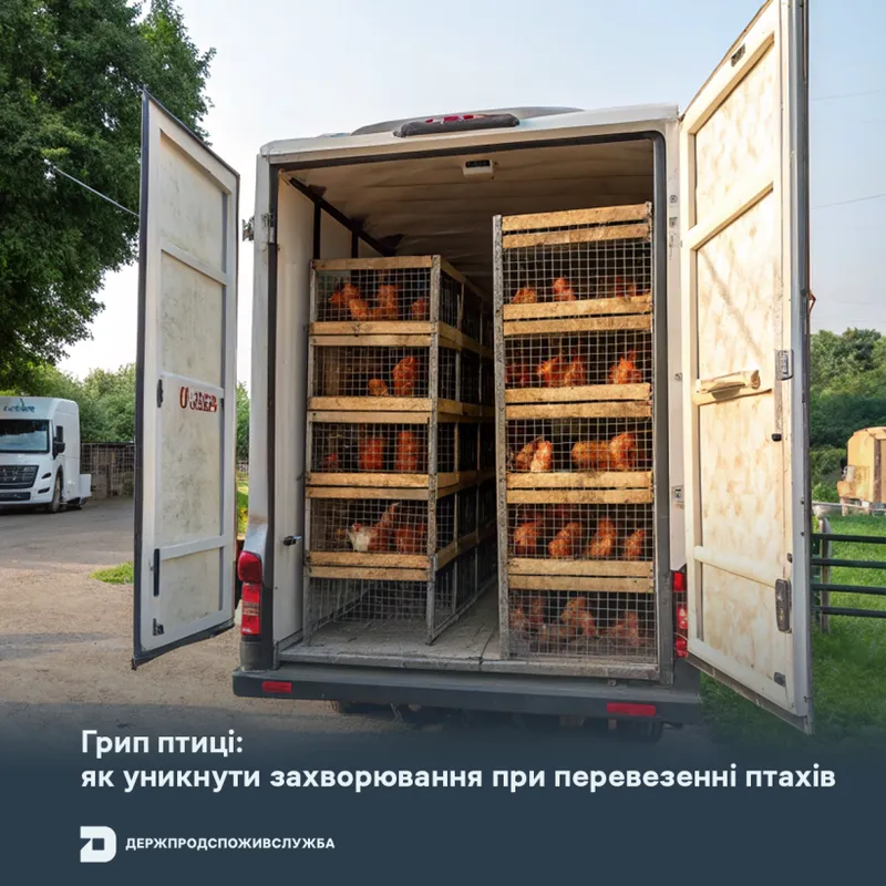 Грип птиці: як уникнути захворювання при перевезенні