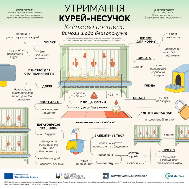 Благополуччя курей‑несучок під час їх утримання: нові вимоги з січня 2026 року