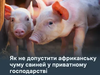 Як не допустити африканську чуму свиней у приватному господарстві