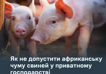 Як не допустити африканську чуму свиней у приватному господарстві