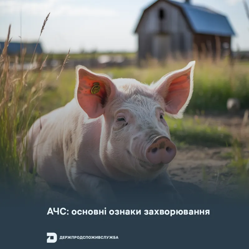 АЧС: основні ознаки захворювання