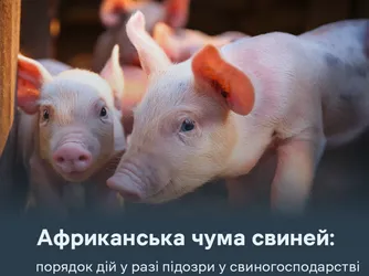 Африканська чума свиней: порядок дій у разі підозри у свиногосподарстві
