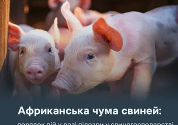 Африканська чума свиней: порядок дій у разі підозри у свиногосподарстві