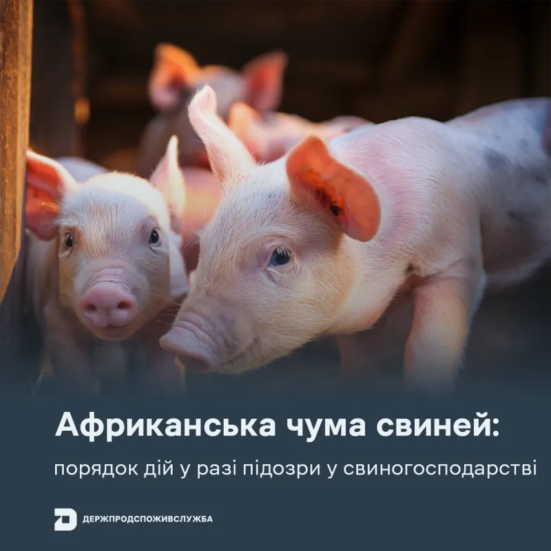 Африканська чума свиней: порядок дій у разі підозри у свиногосподарстві