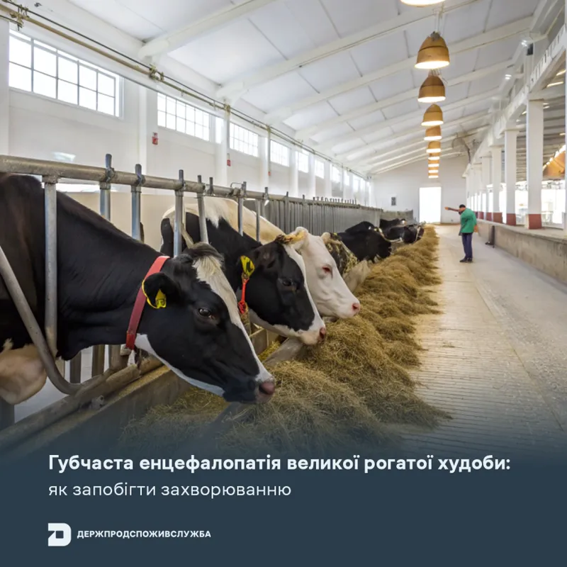 Губчаста енцефалопатія великої рогатої худоби: як запобігти захворюванню