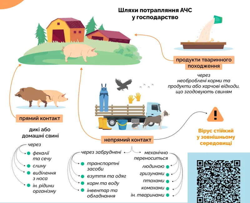 АЧС: як відбувається зараження свиней