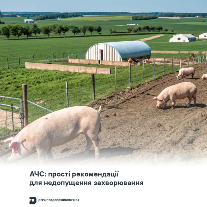 АЧС: прості рекомендації для недопущення захворювання