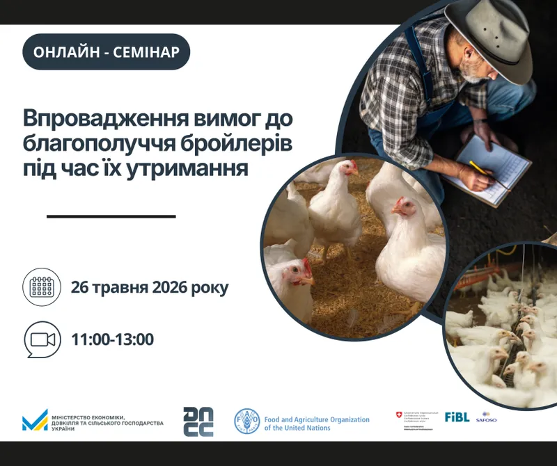 Вимоги до благополуччя бройлерів: практичні аспекти для операторів ринку
