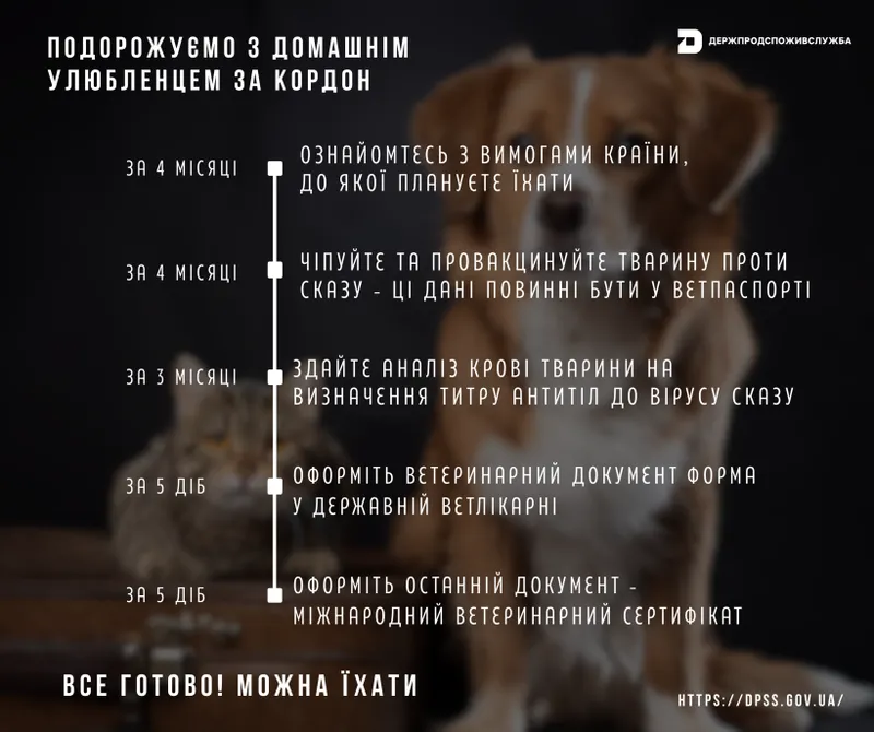 Чек-лист для подорожі з домашнім улюбленцем за кордон