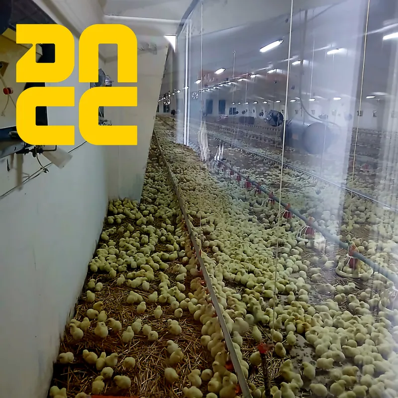 Ветеринарно-санітарний контроль добових курчат на кордоні