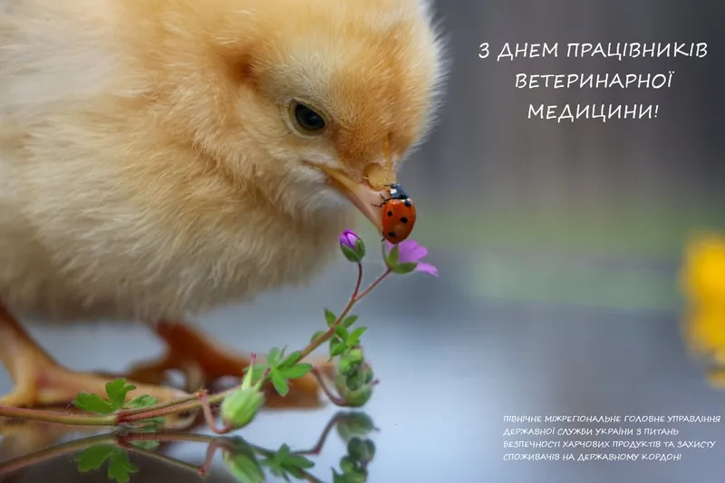 11.08.2024.  День працівника ветеринарної медицини