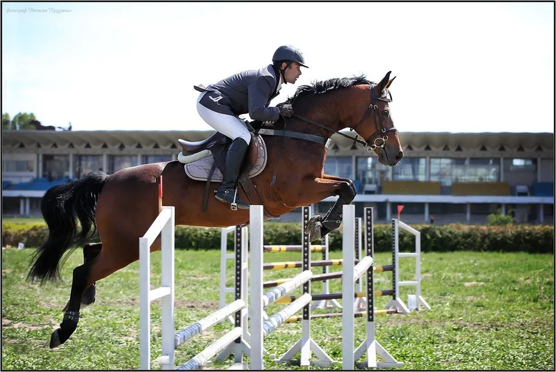 Українські коні на європейській арені