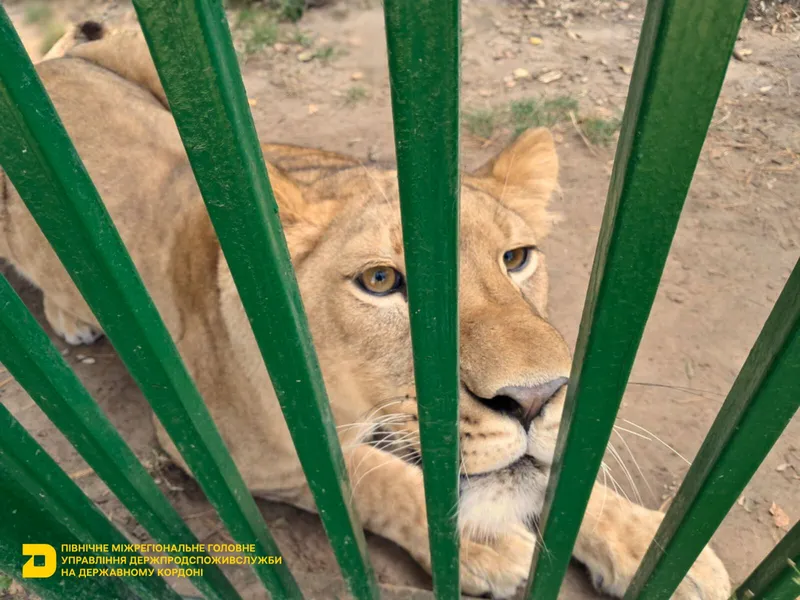 Державний ветеринарно-санітарний контроль африканських левів