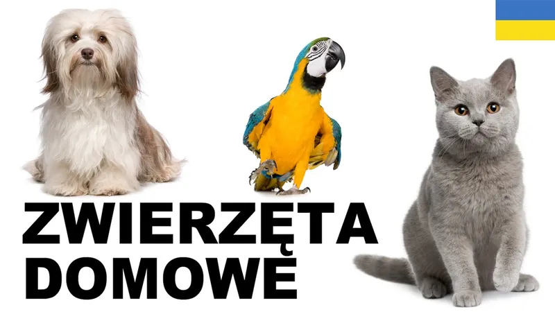 Увага! Змінено умови ввезення домашніх тварин до Польщі