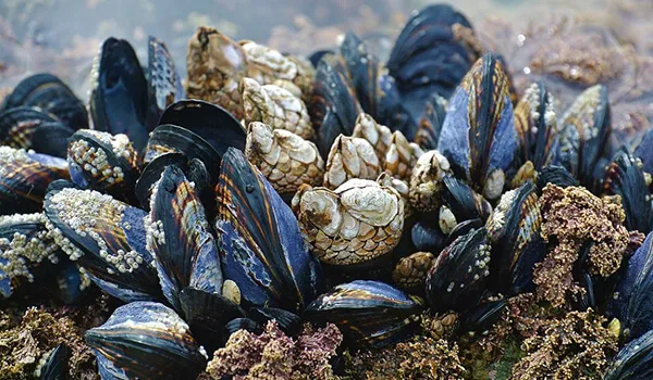 До уваги українських виробників продуктів з двостулкових молюсків