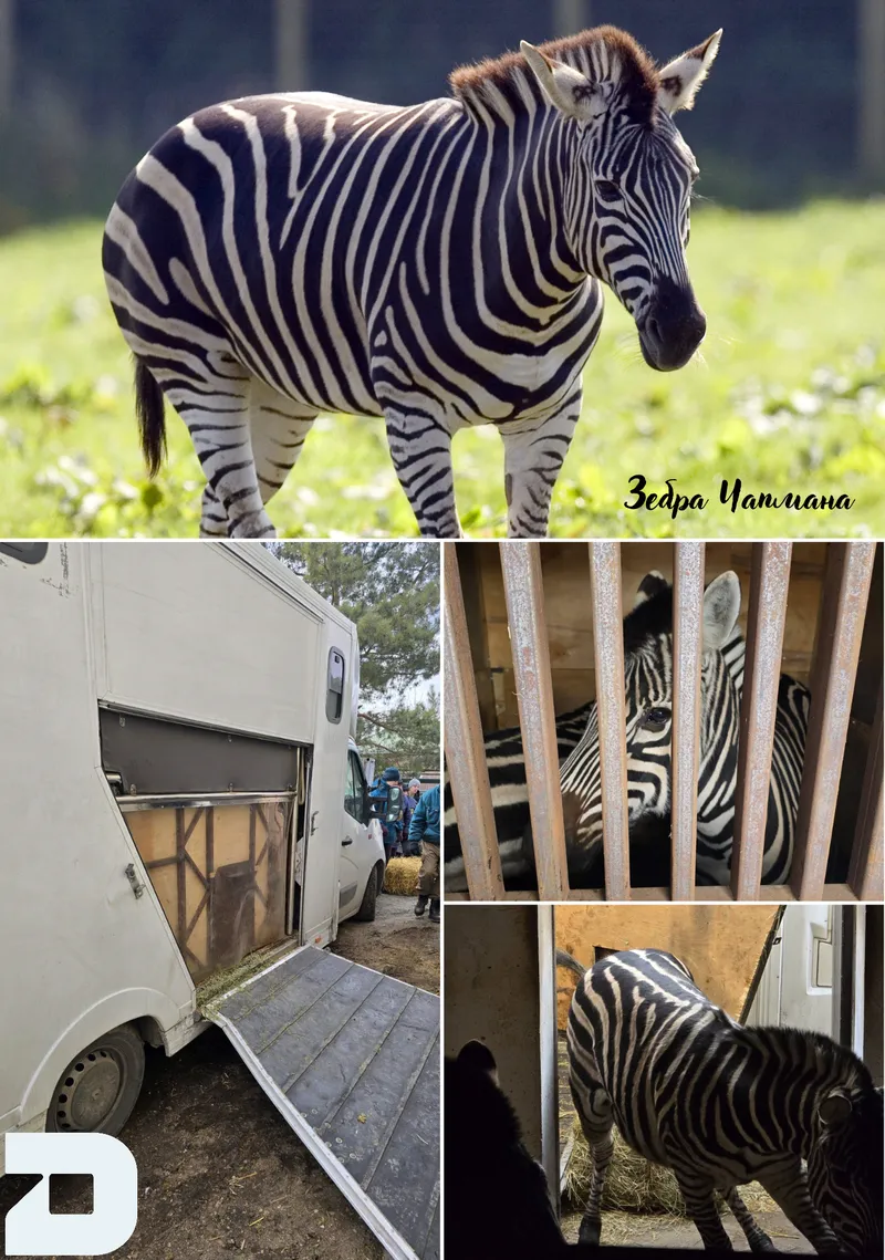 Державний ветеринарно-санітарний контроль:  зебри Чапмана