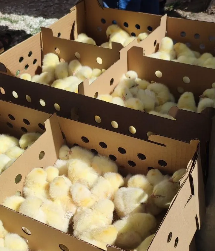 Добовий молодняк долає кордон