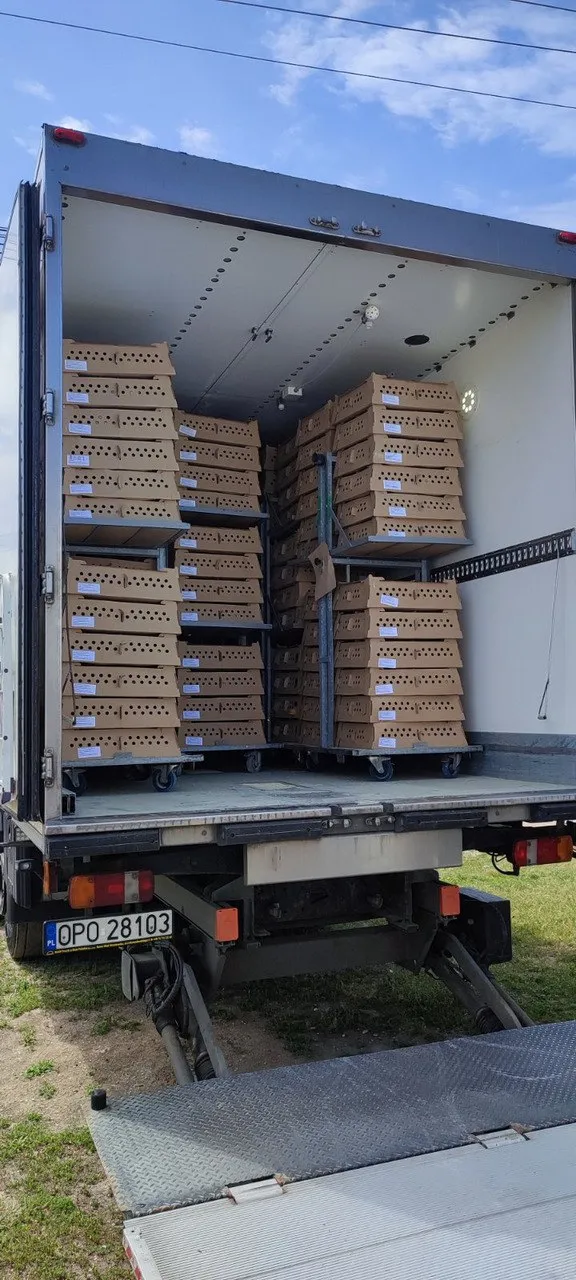 Прибули добові курчата з Польщі