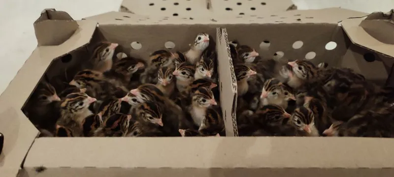 Цесарки з Франції прибули в Україну