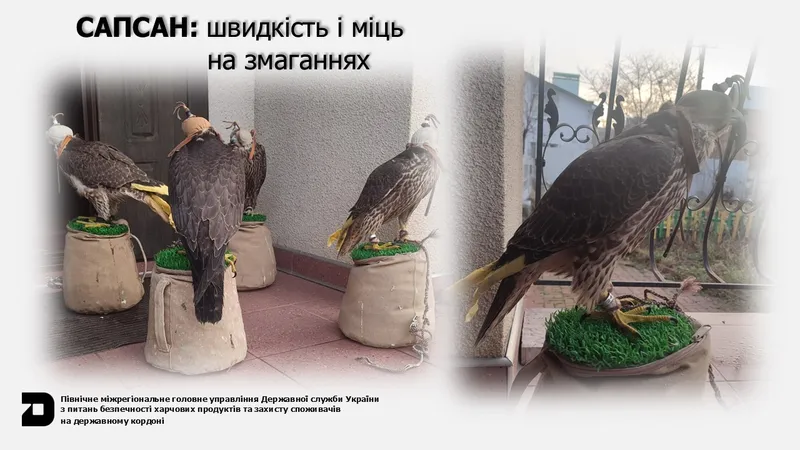 Сапсан: швидкість і міць на змаганнях