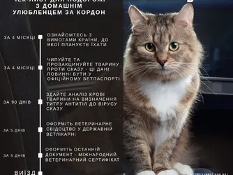 Чек-лист для подорожі з домашнім улюбленцем за кордон