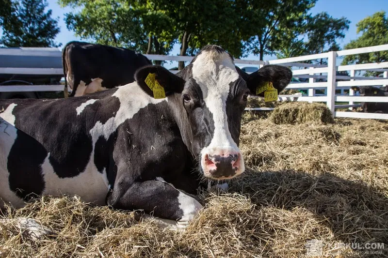 Збереження поголів’я великої рогатої худоби!