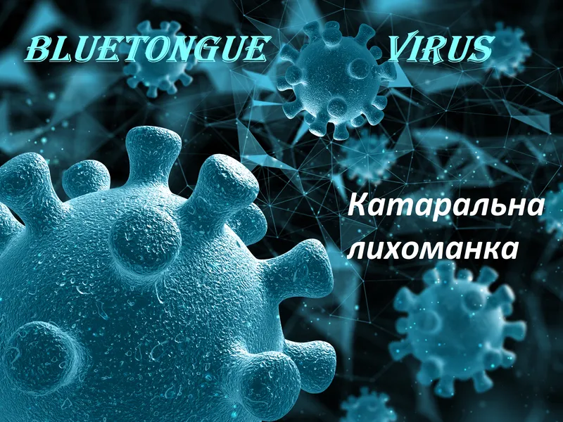 Блутанг (катаральна лихоманка овець, BTV)