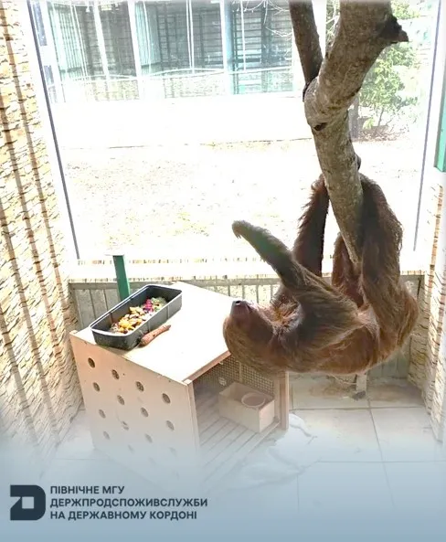 Державний ветеринарно-санітарний контроль: ввезенно двопалих лінивців до України