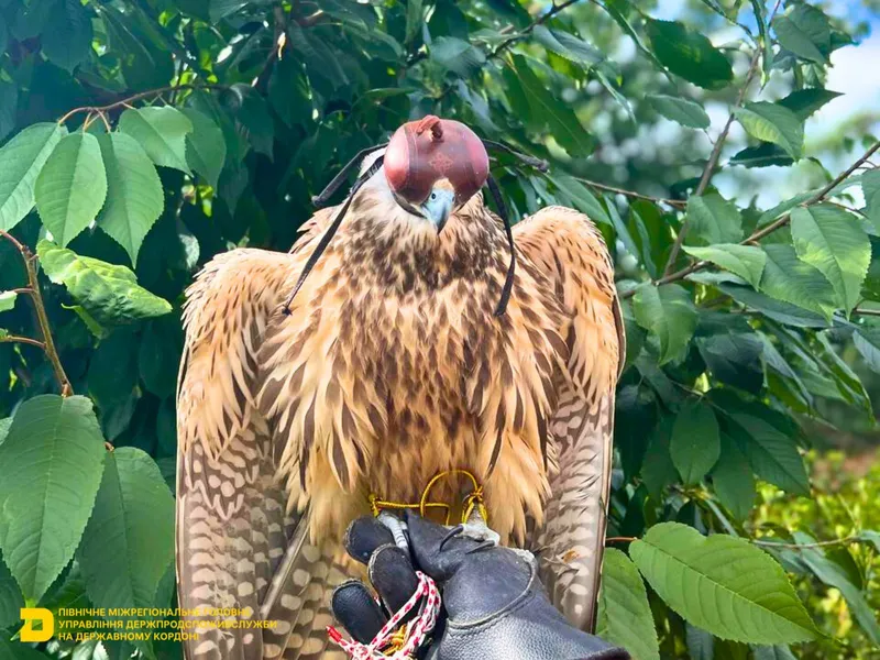 Державний ветеринарно-санітарний контроль: соколи-балабани