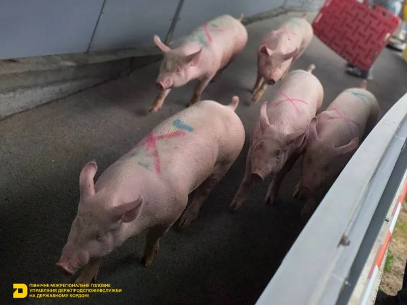 Ветеринарно-санітарний контроль чистопородних племінних свиней