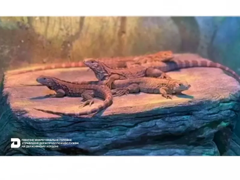 Ветеринарно-санітарний контроль екзотичних плазунів