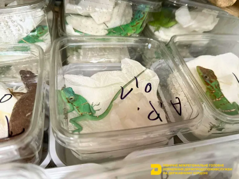 Ветеринарно-санітарний контроль екзотичних плазунів