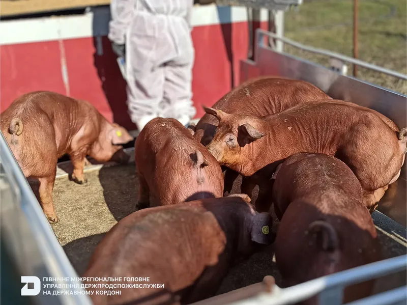 Ввезення чистопородних племінних свиней з Данії
