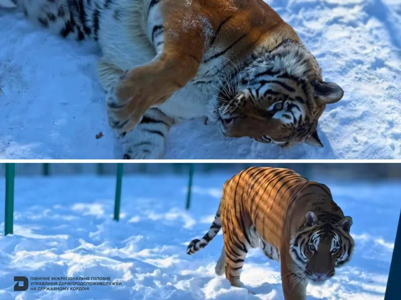Державний ветеринарно-санітарний контроль диких представників родини котових