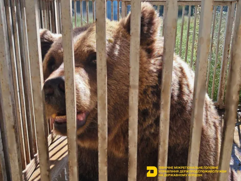 Державний ветеринарно-санітарний контроль двох голів бурих ведмедів