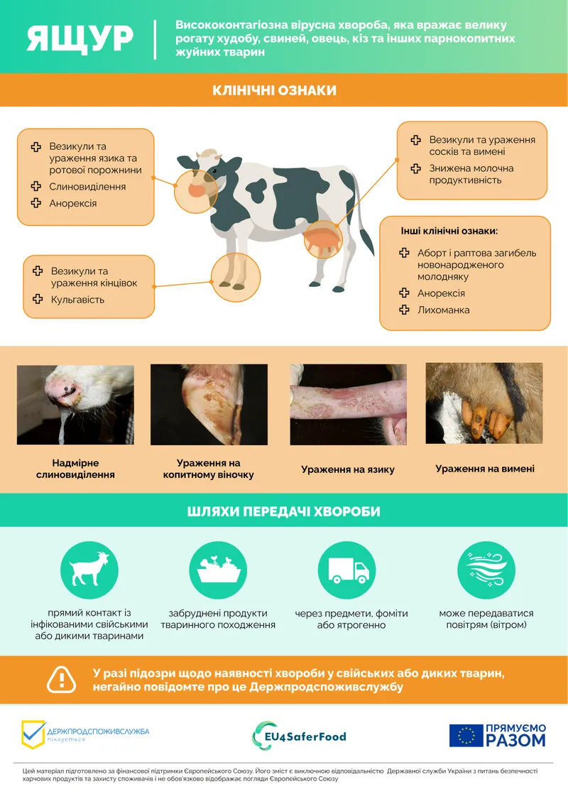 Клінічні ознаки ящуру у свійських тварин