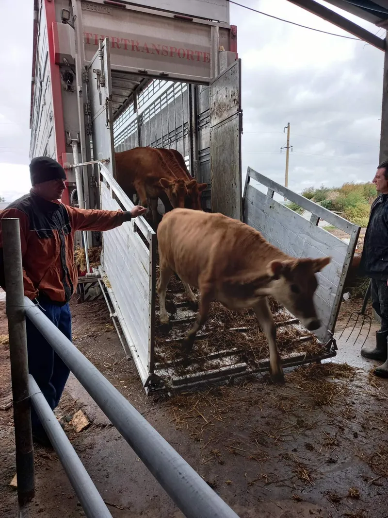 Ввезення великої рогатої худоби Джерсейської породи в Україну