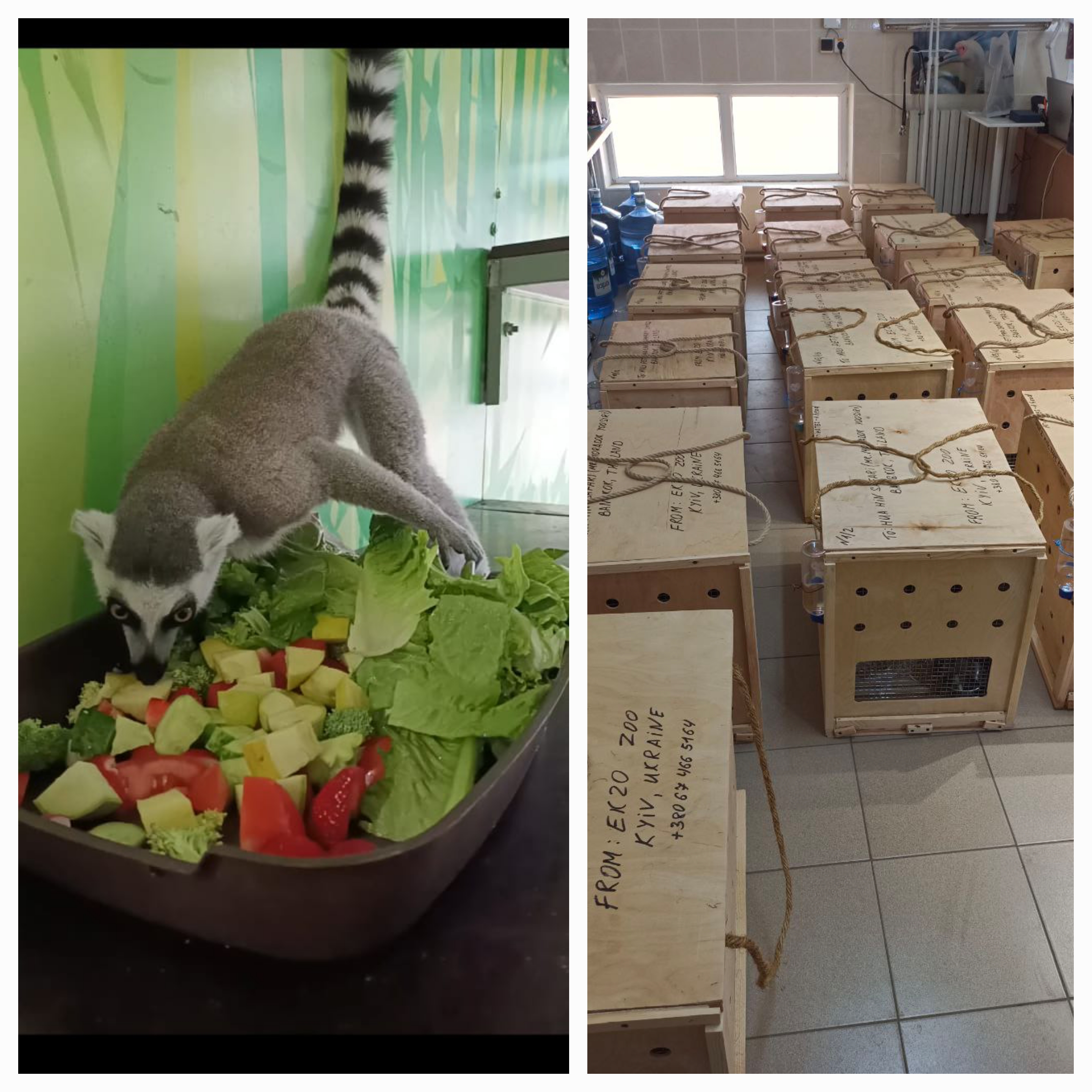 Українські лемури до Таїланду!