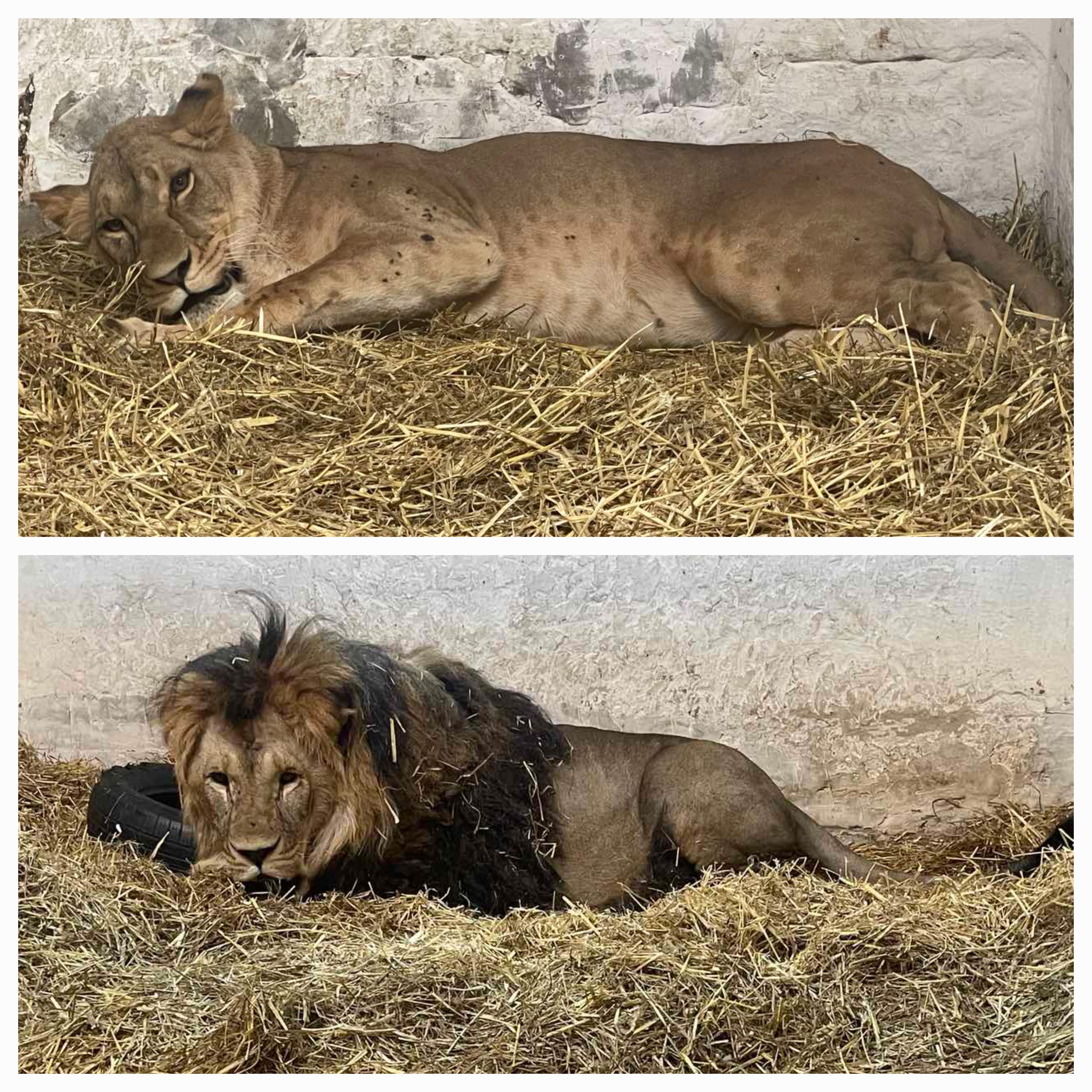Хижаки теж страждають